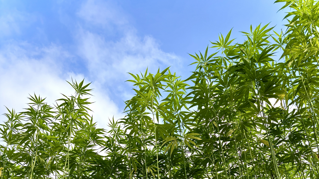 夏の収穫と麻との出会い。ものづくりの道を歩み始めた理由